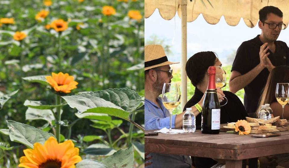 Degusta vinos exclusivos con esta cata en un campo de girasoles, una experiencia única cerca de Guadalajara