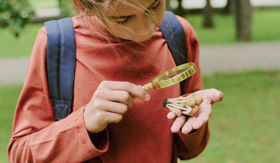 Festival de Hongos en Guadalajara sin costo — un plan diferente con talleres y actividades para niños y adultos