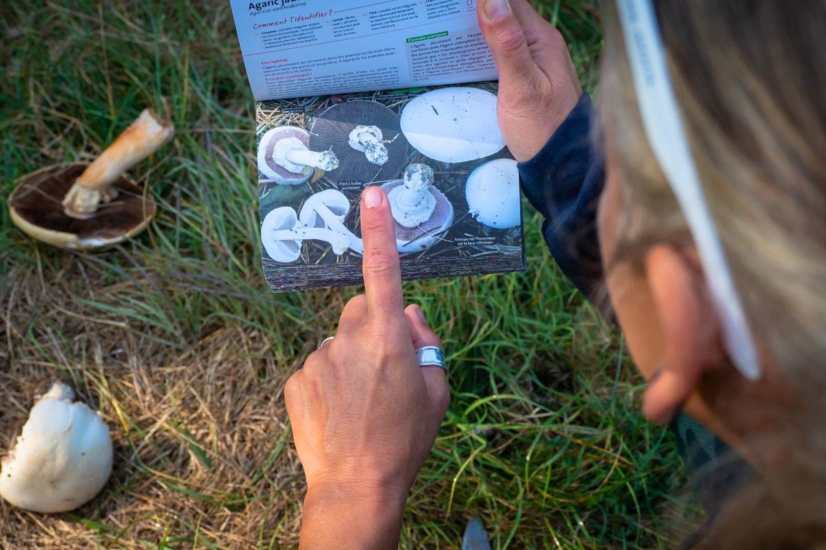 festival hongos guadalajara