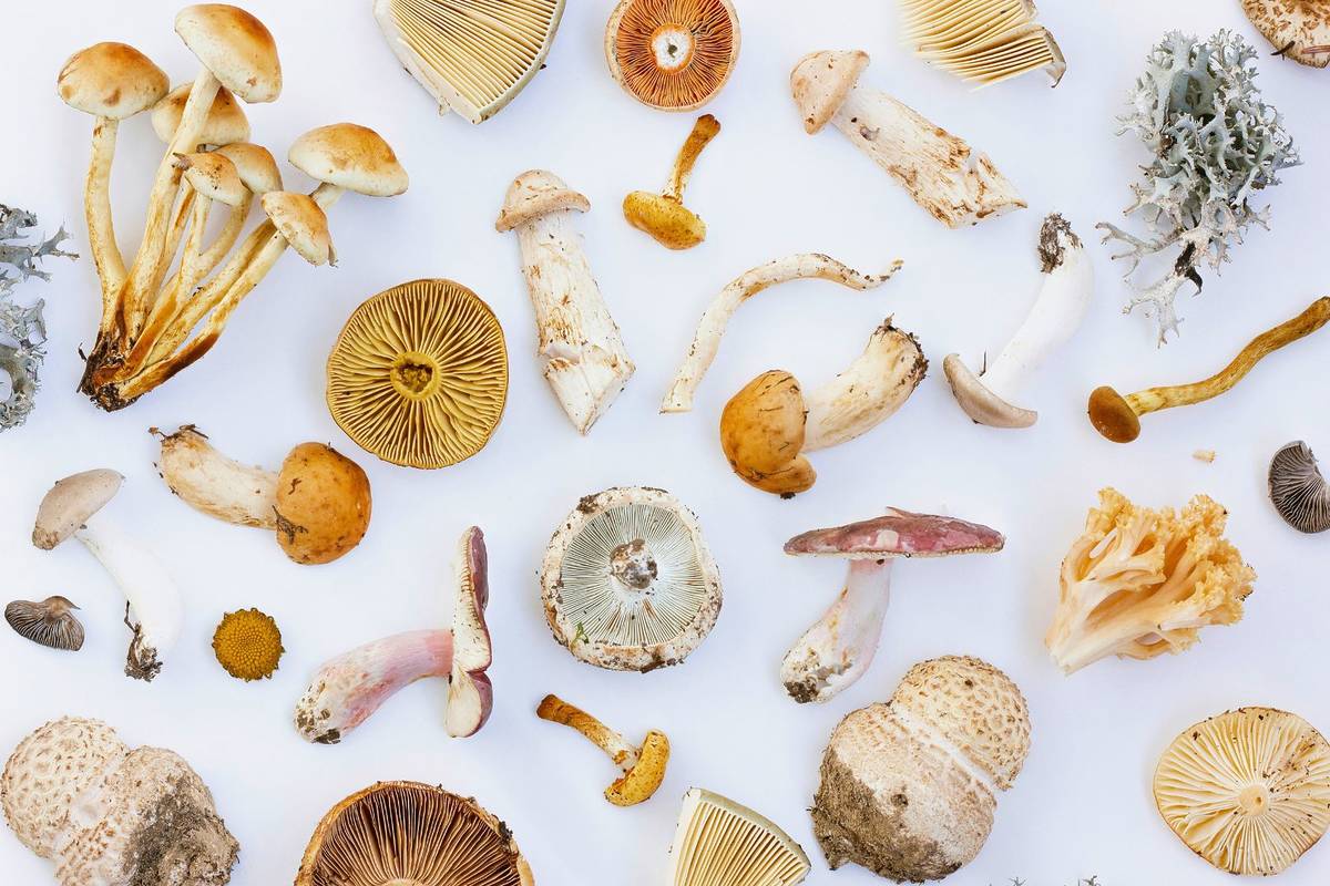 festival hongos guadalajara