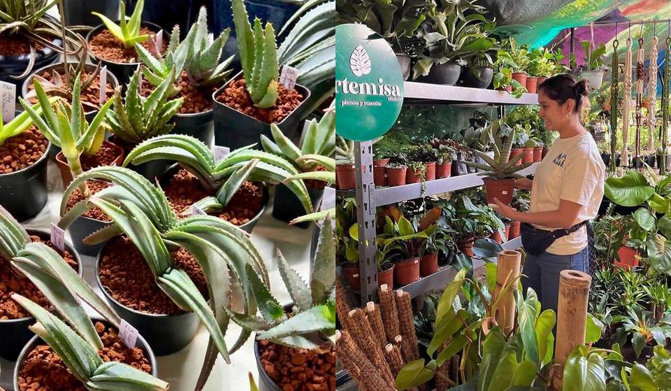 Plant Fest en Guadalajara — el mercado de plantitas desde $20 que todos esperan