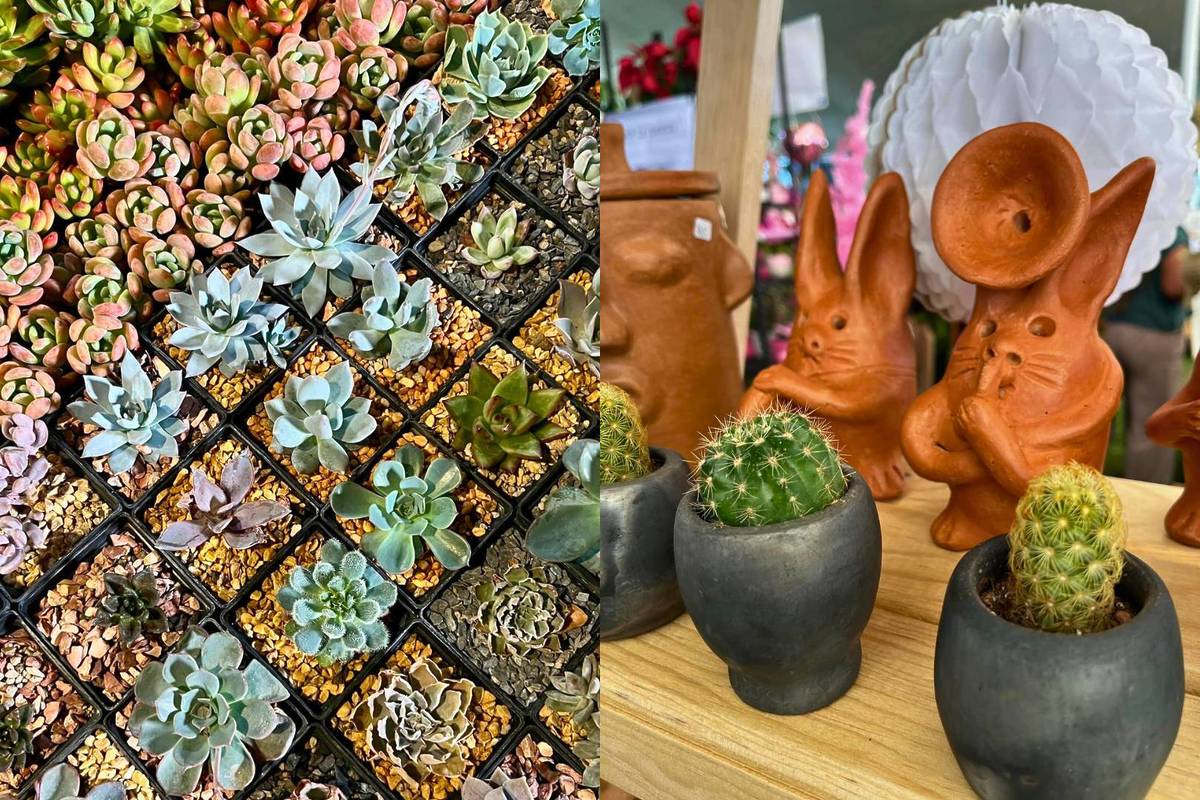 Plant Fest Guadalajara