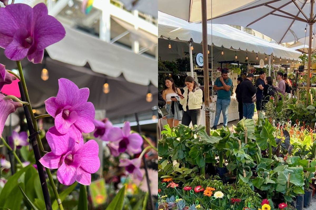 Plant Fest Guadalajara