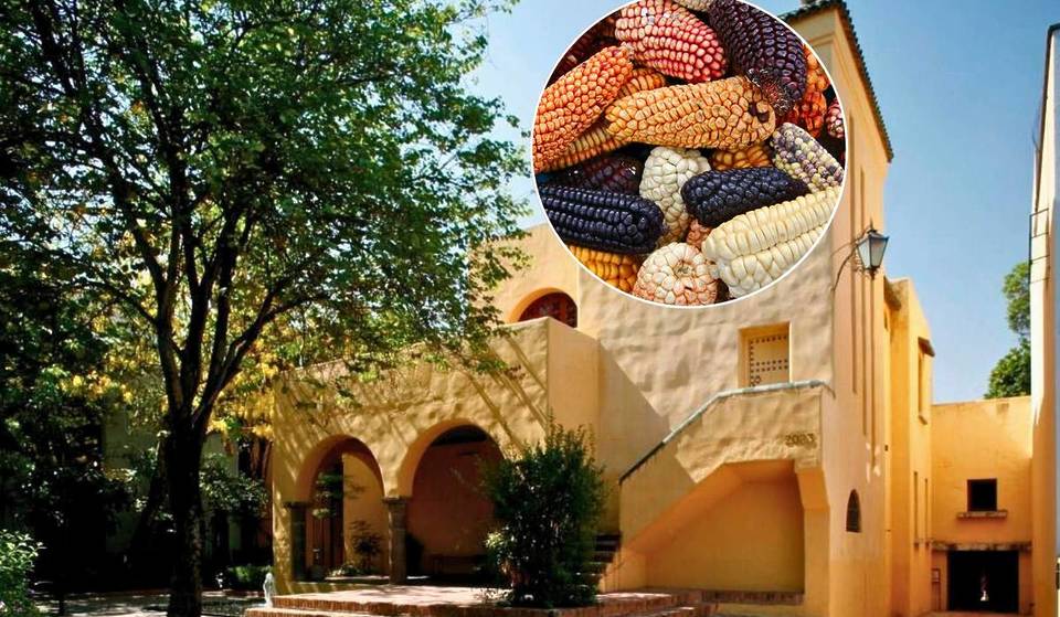 Celebra el Día del Maíz con talleres, documentales y elotiza gratis en Casa Iteso Clavigero