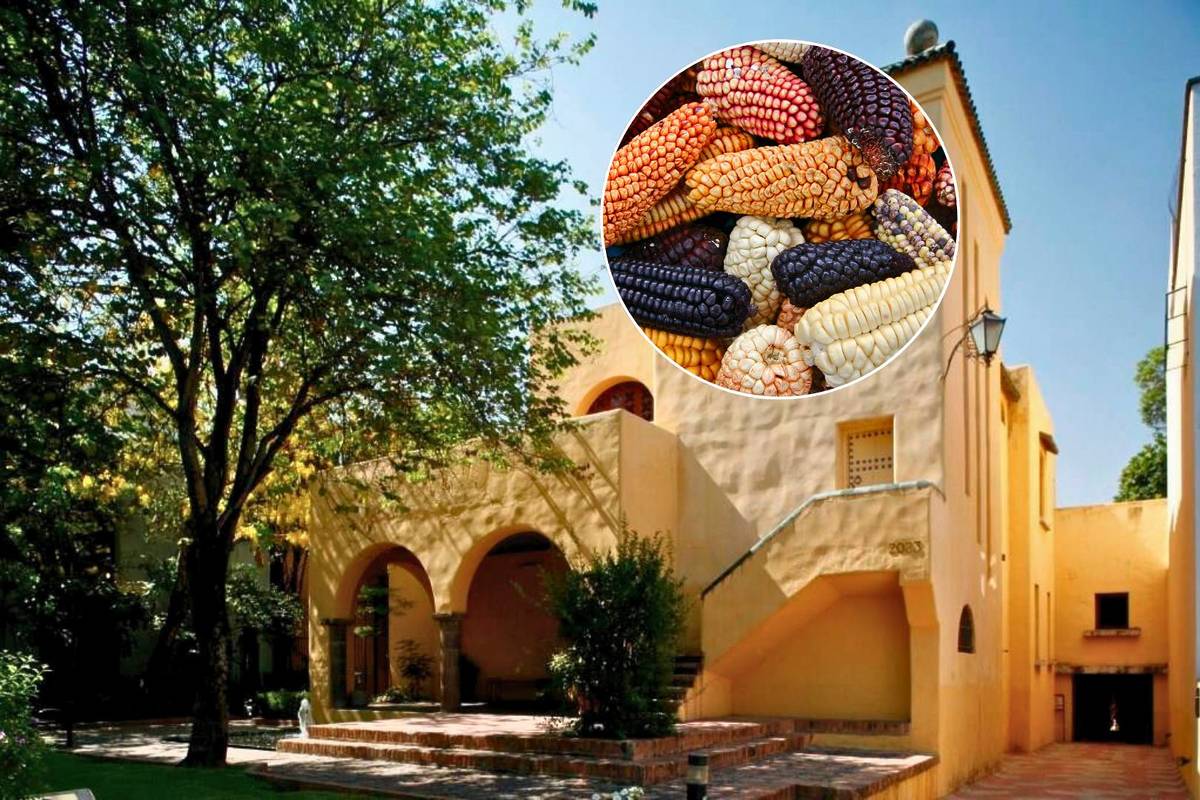 Día del Maíz en Casa Iteso Clavigero