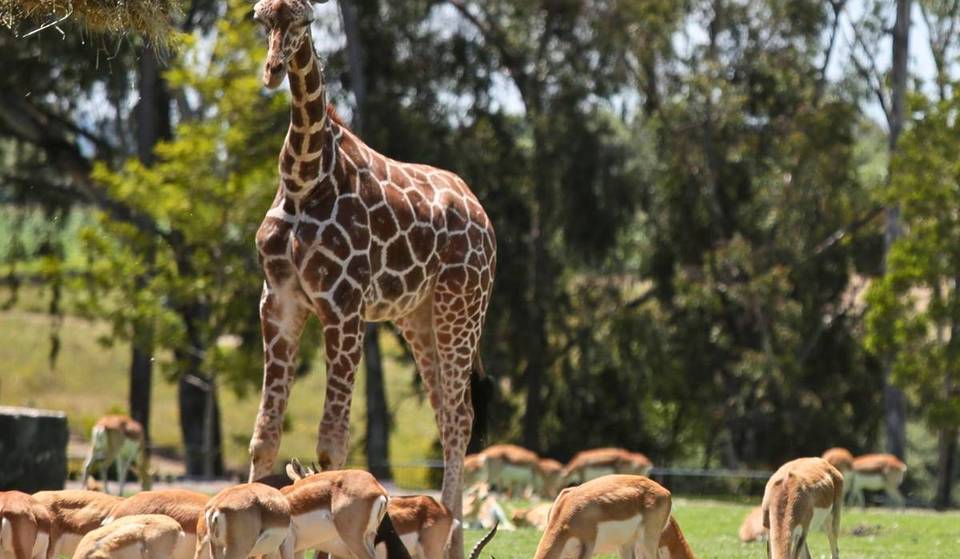 Guadalajara Zoo for 1 peso for children and 39 pesos for adults for its anniversary