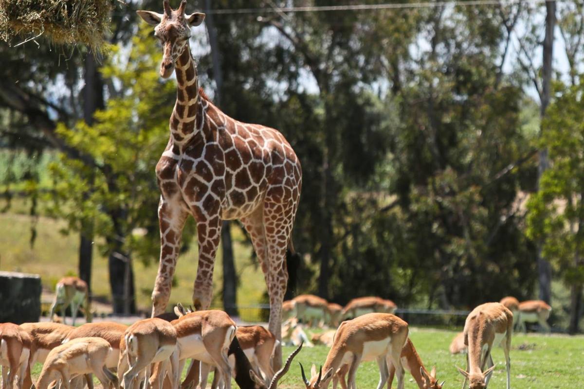 zoologico-guadalajara-ninos-1-peso-aniversario