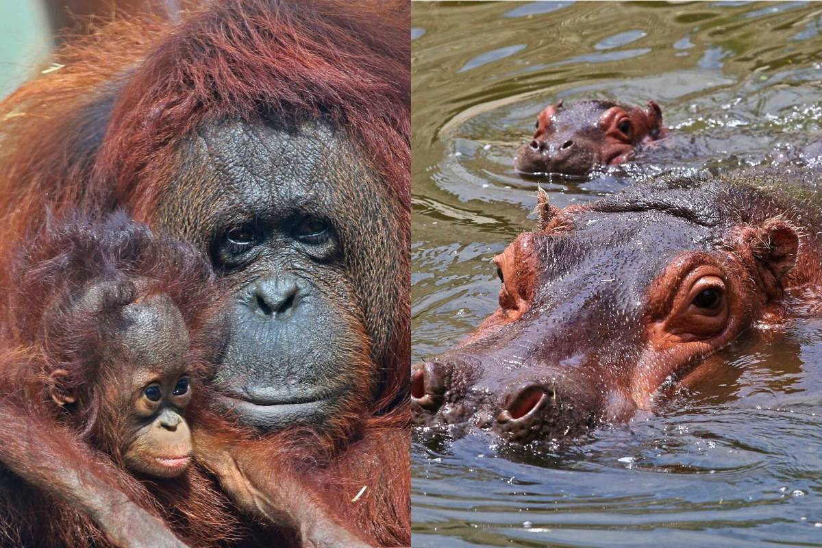 zoologico-guadalajara-ninos-1-peso-aniversario