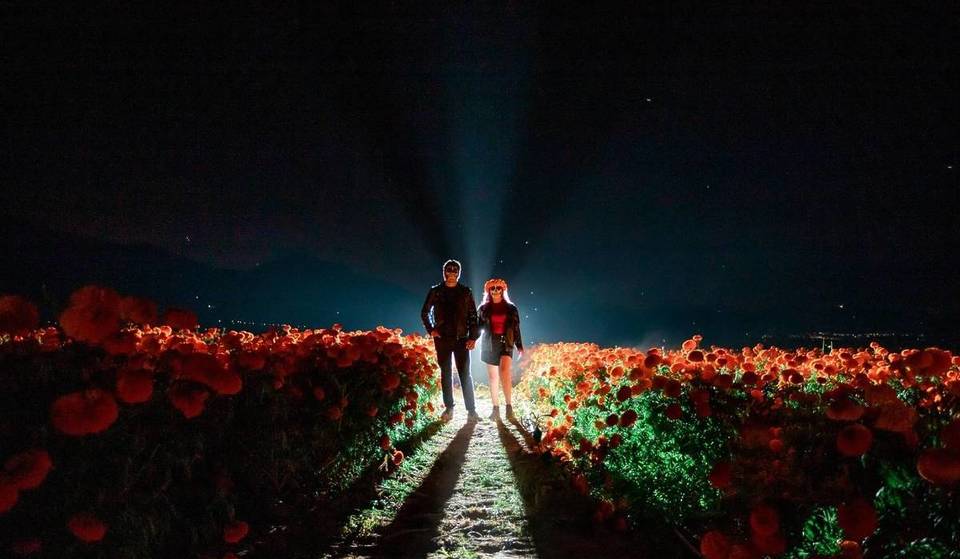 Festival de Día de Muertos en un campo de cempasúchil: recorridos diurnos y nocturnos entre miles de flores