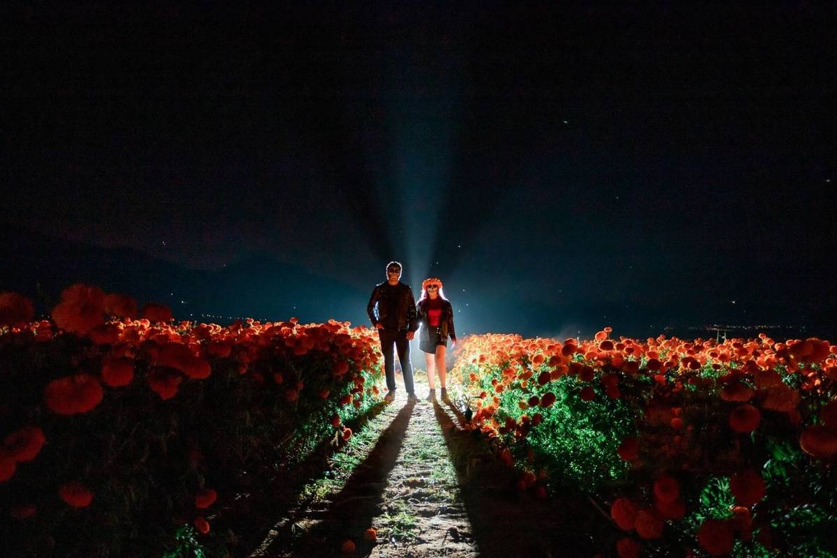 Festival Cempasúchil Día de Muertos