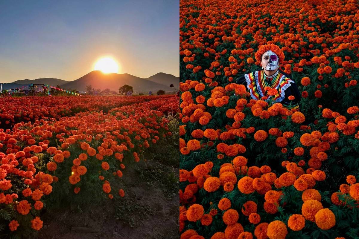 Festival Cempasúchil Día de Muertos Guadalajara