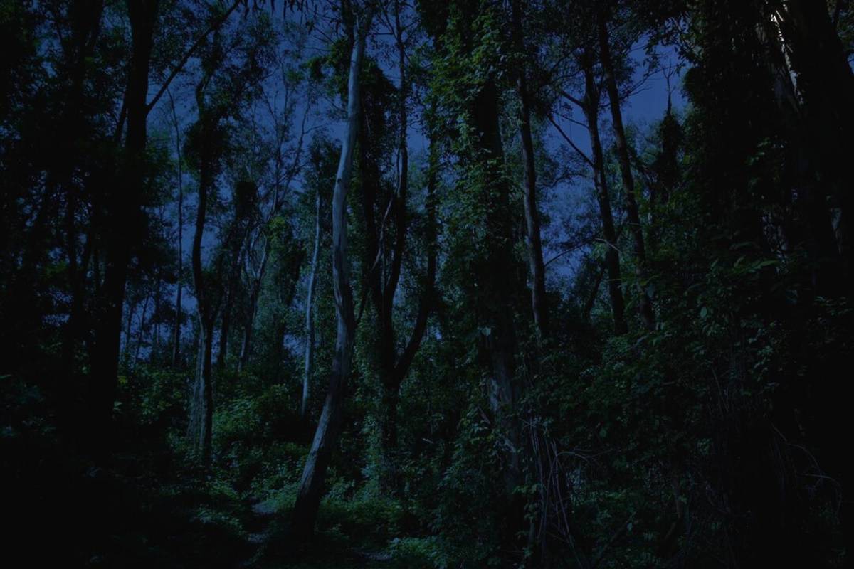 recorridos nocturnos de Día de Muertos en el Bosque Los Colomos