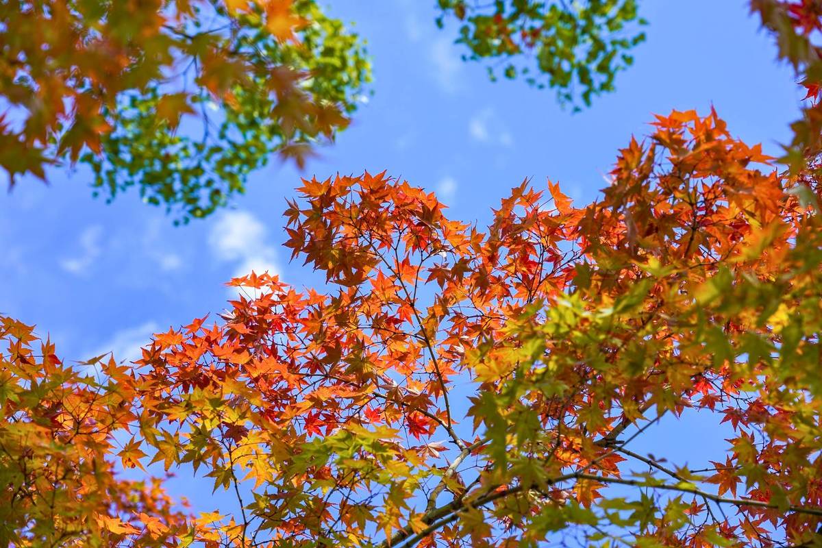 bosque maple Talpa Jalisco
