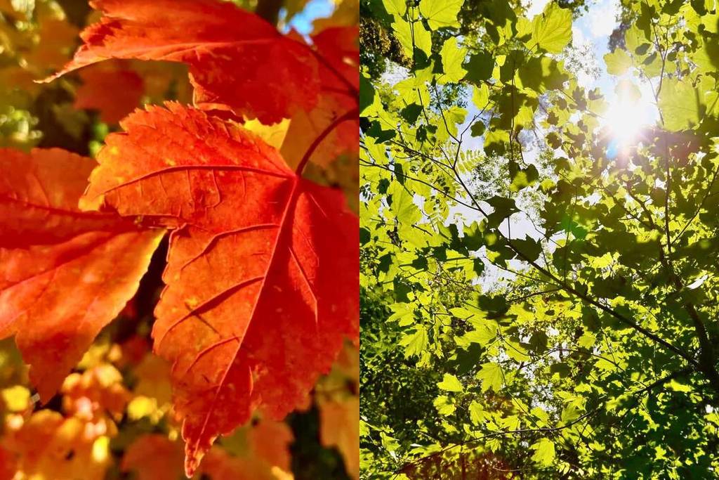 bosque maple Talpa Jalisco