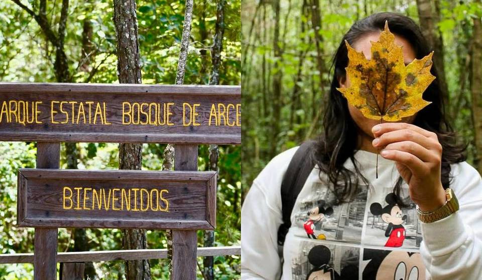 No es Canadá, es Jalisco — así es el bosque de maple cerca de Guadalajara que pocos conocen