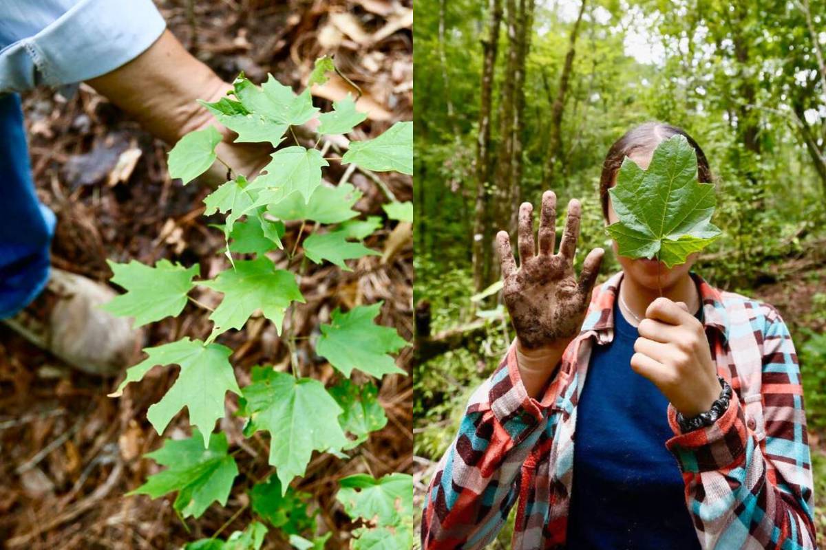 bosque maple Talpa Jalisco