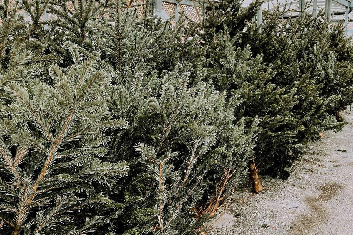 Mercado Navideño Parque Refugio 2025