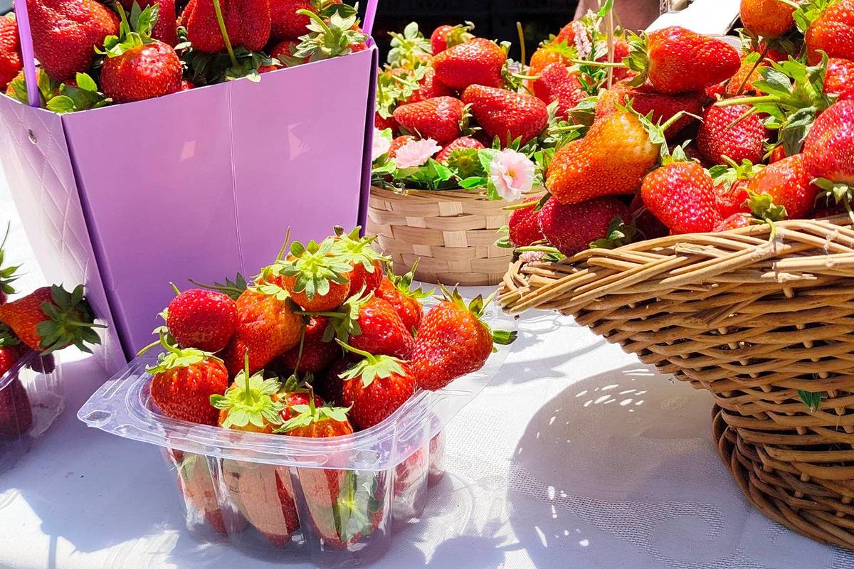 festival de la fresa de tapalpa 2025