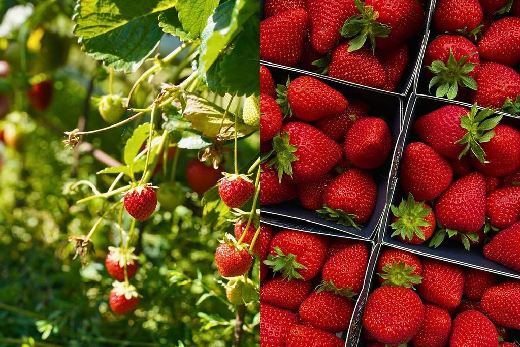 Festival de la Fresa de Tapalpa 2025