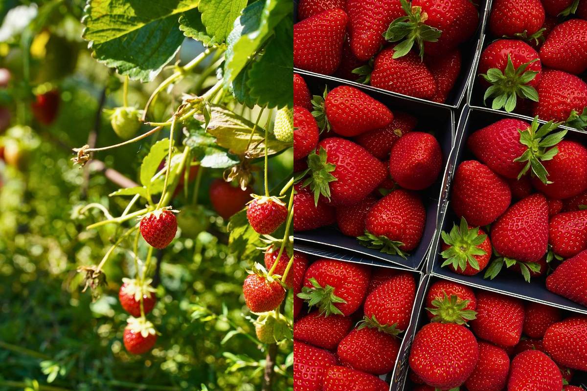 Festival de la Fresa de Tapalpa 2025