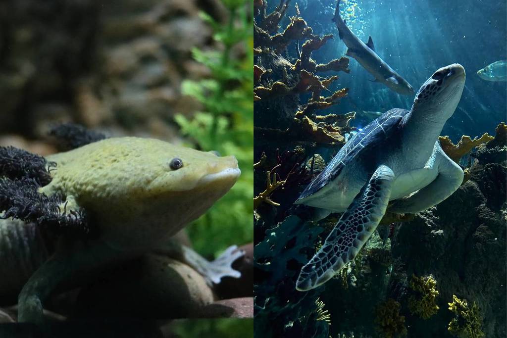 Acuario Michin Promoción Guadalajara invierno