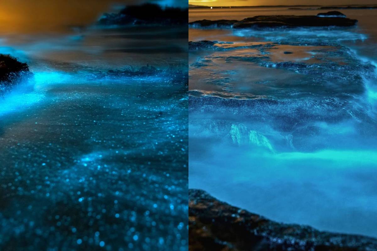 bioluminiscencia cerca de Guadalajara