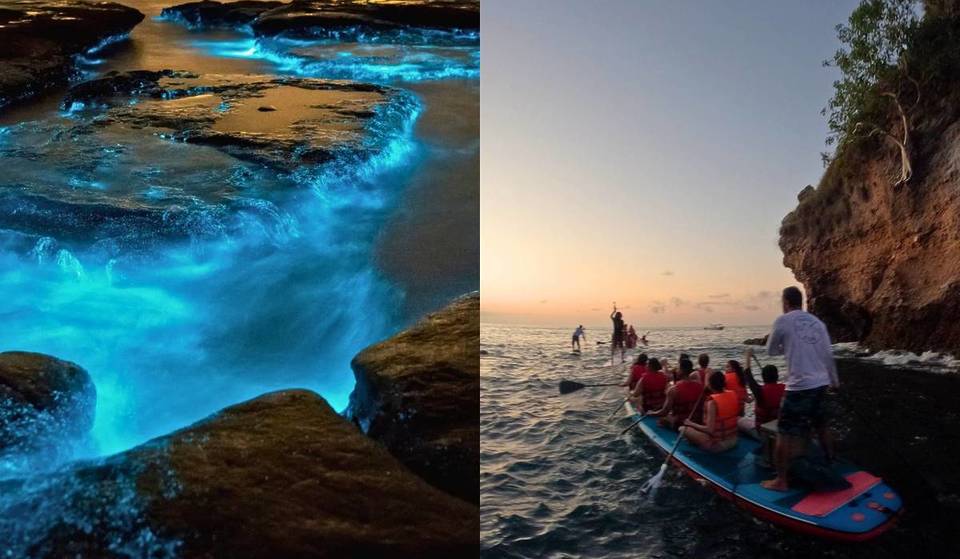 ¿Sabías que cerca de Guadalajara puedes ver bioluminiscencia? Este tour te lleva en febrero 2026