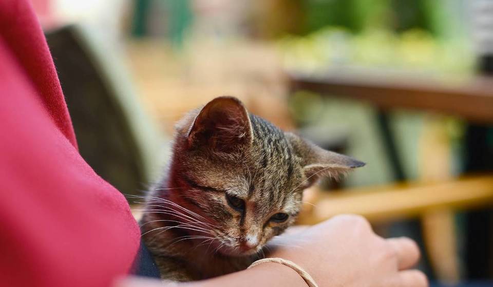 Michi Fest Guadalajara: celebra el Día Internacional del Gato con expositores, adopciones y más