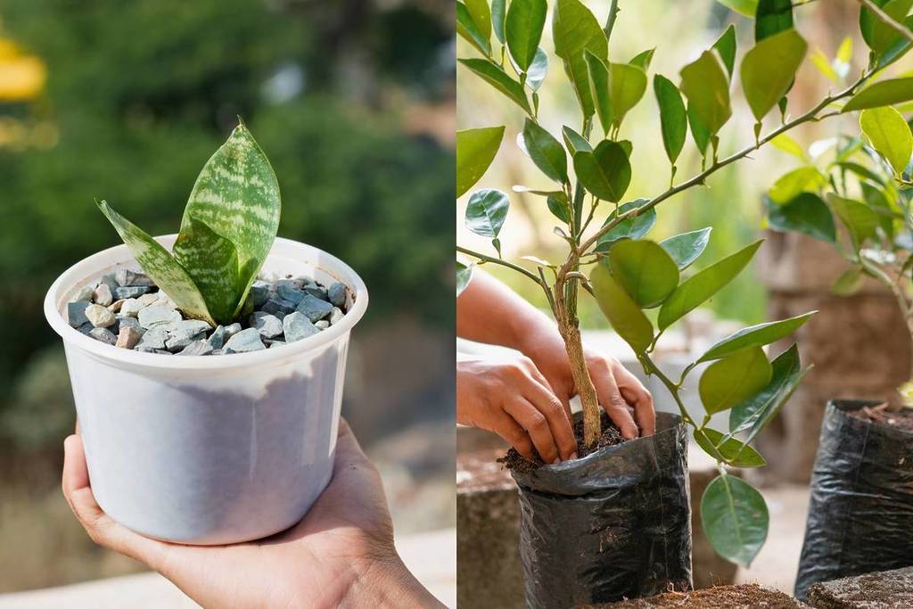 trueque de plantas en Guadalajara
