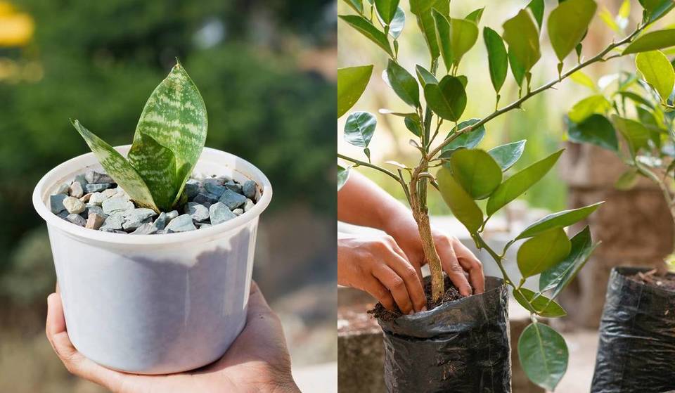 Plant swap in Guadalajara: trade one and take another this weekend