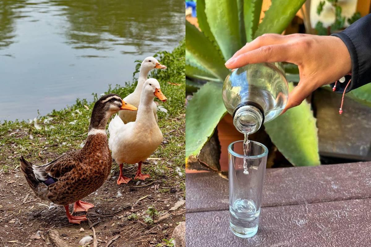 La Yerbabuena Jalisco
