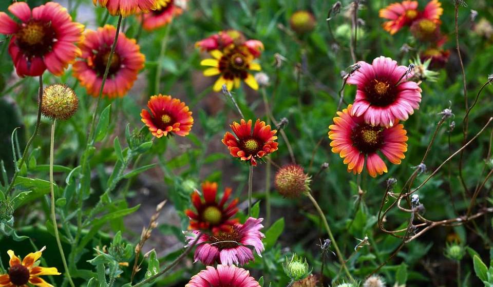 Zapopan tendrá una Feria de la Primavera y las Flores gratuita con muchas actividades familiares