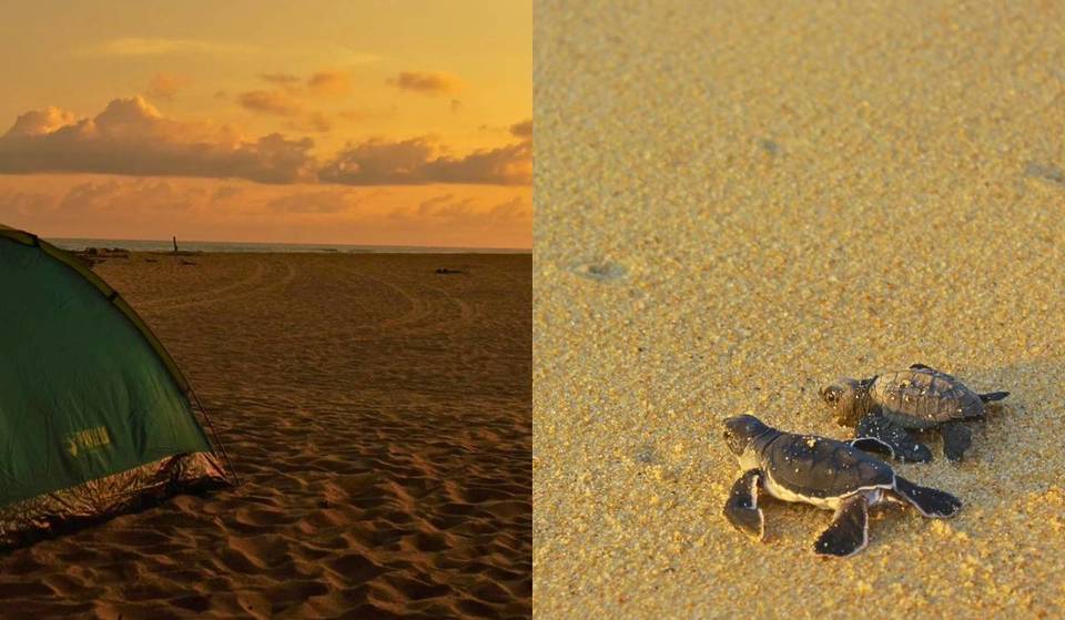 Ni una sola cadena de hoteles: el paraíso rústico a 100 km de Vallarta ideal para una escapada romántica y para liberar tortugas