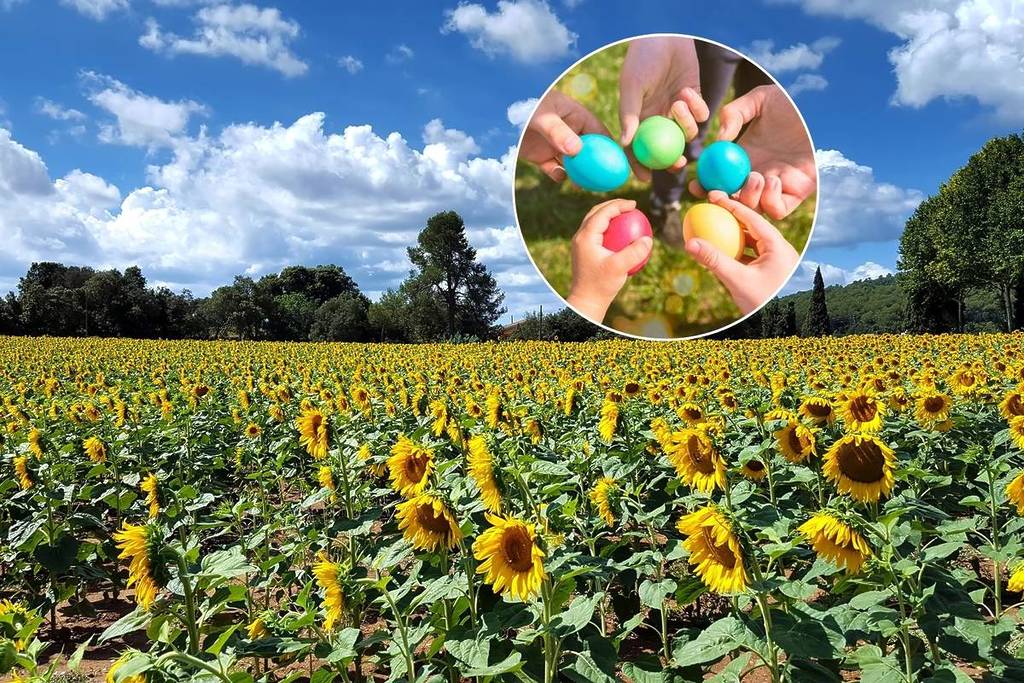 Easter tours countryside sunflowers