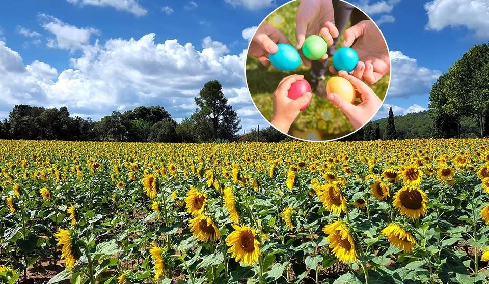 Recorridos y recolecta de huevos de Pascua en un campo de girasoles cerca de Guadalajara