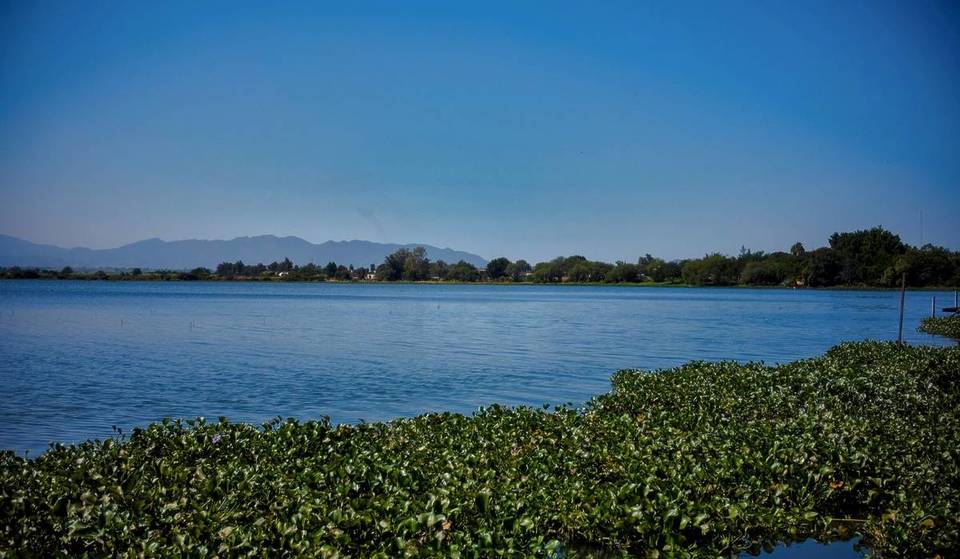 The hidden dam near Guadalajara where hundreds of migratory birds arrive—with more than 149 species!