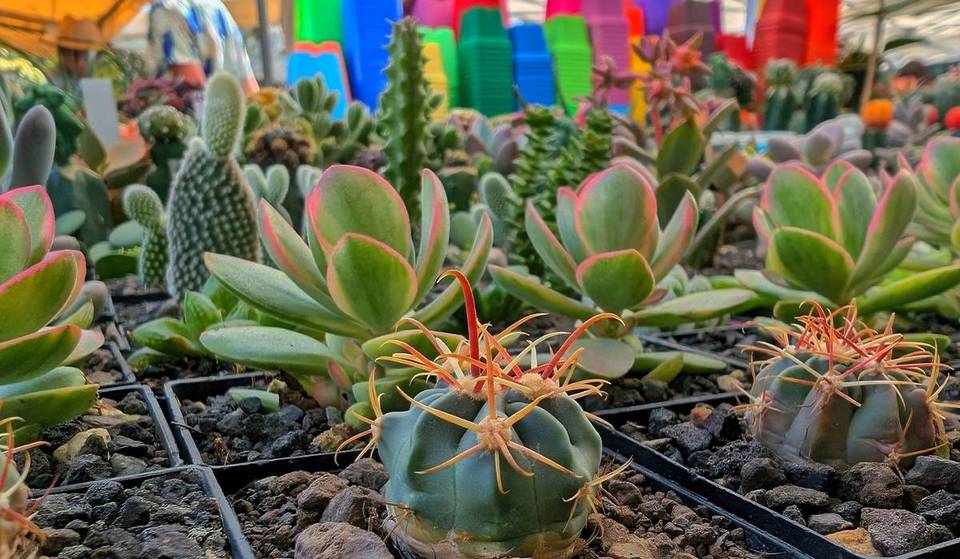 The highly anticipated 2026 Cactus Festival returns to Guadalajara: everything you need to know
