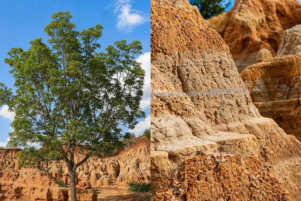 Los Piloncillos Michoacán