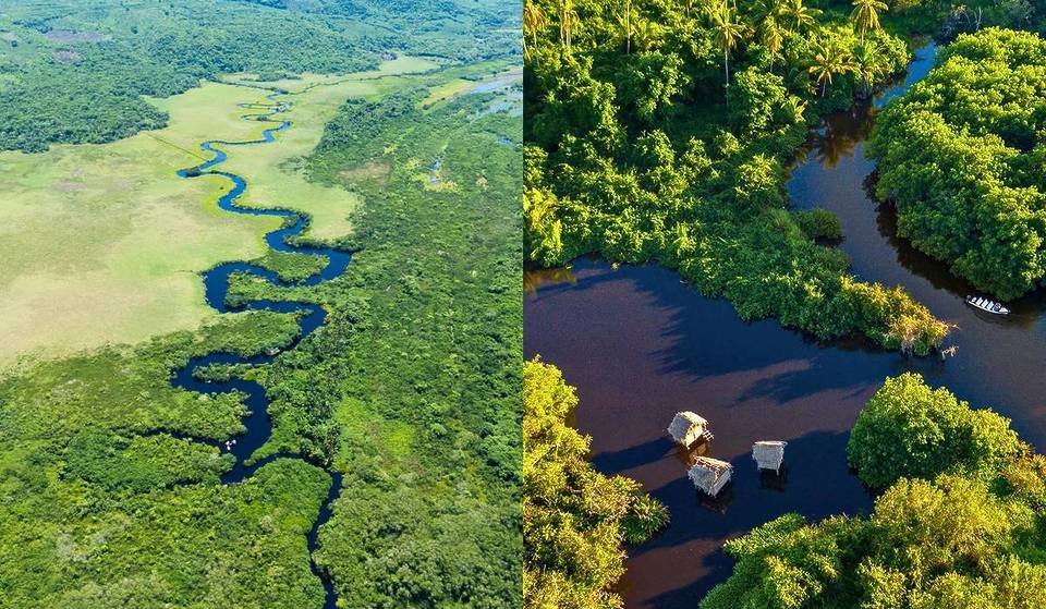 El Amazonas mexicano está a tan solo tres horas de Guadalajara: un manglar para recorrer en lancha, ver cocodrilos, tortugas y más