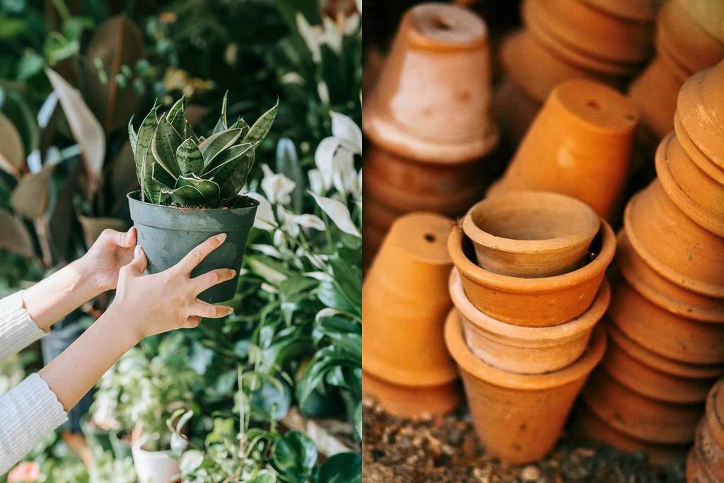 Plant Fest