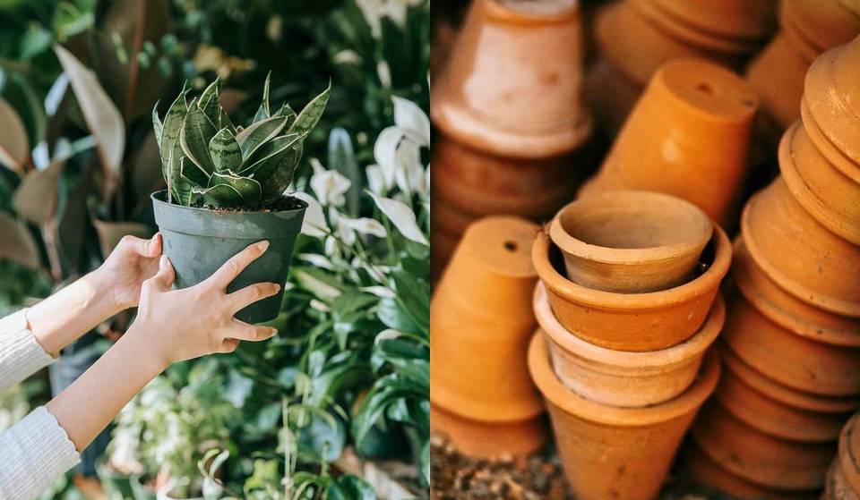 Plantas exóticas y de colección desde $20 en Guadalajara: todo sobre el festival botánico de entrada libre que no te puedes perder este mayo