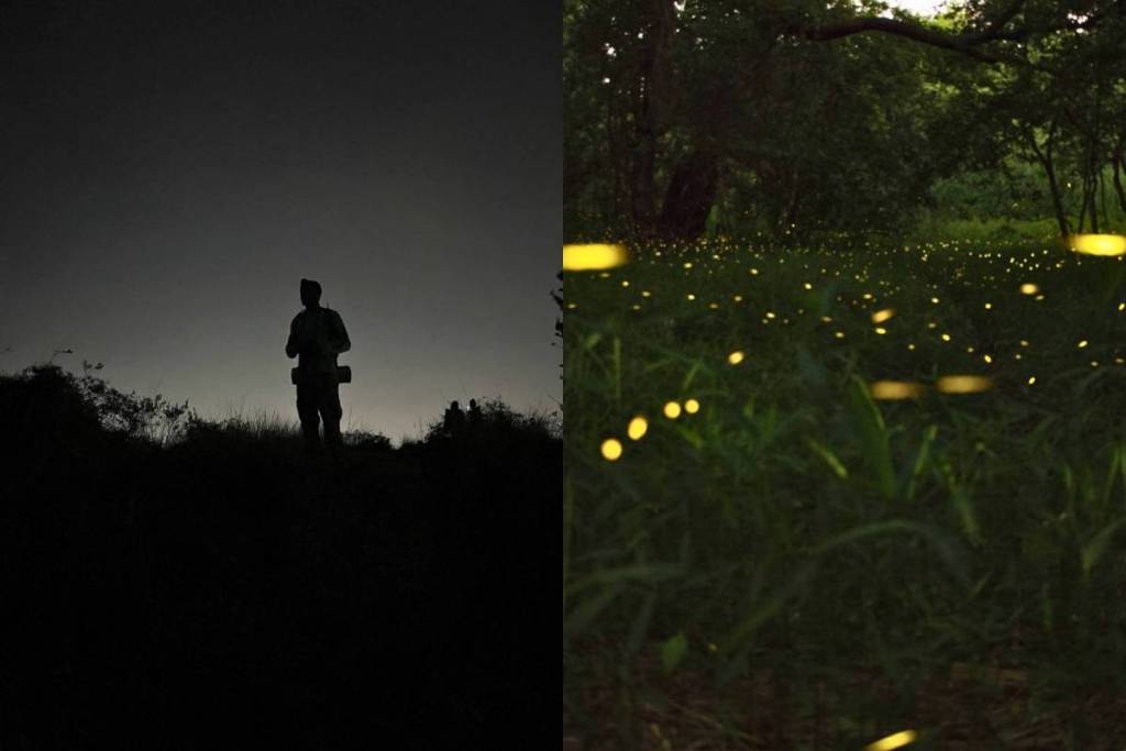 nighttime firefly walk in Guadalajara