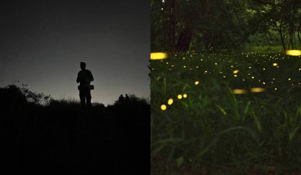 Por $500 puedes hacer esta caminata nocturna entre luciérnagas y yoga cerca de Guadalajara