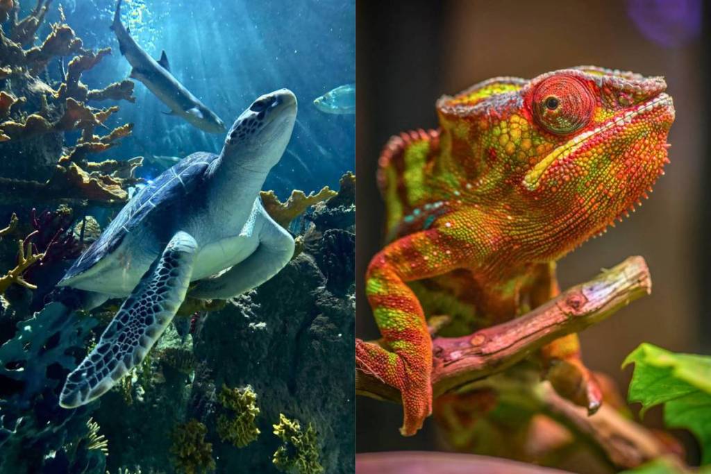 Michin Aquarium 99 pesos