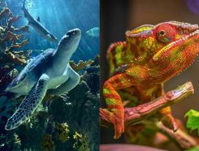 Acuario Michin Guadalajara con entradas a 99 pesos: así puedes conseguir el descuento de verano