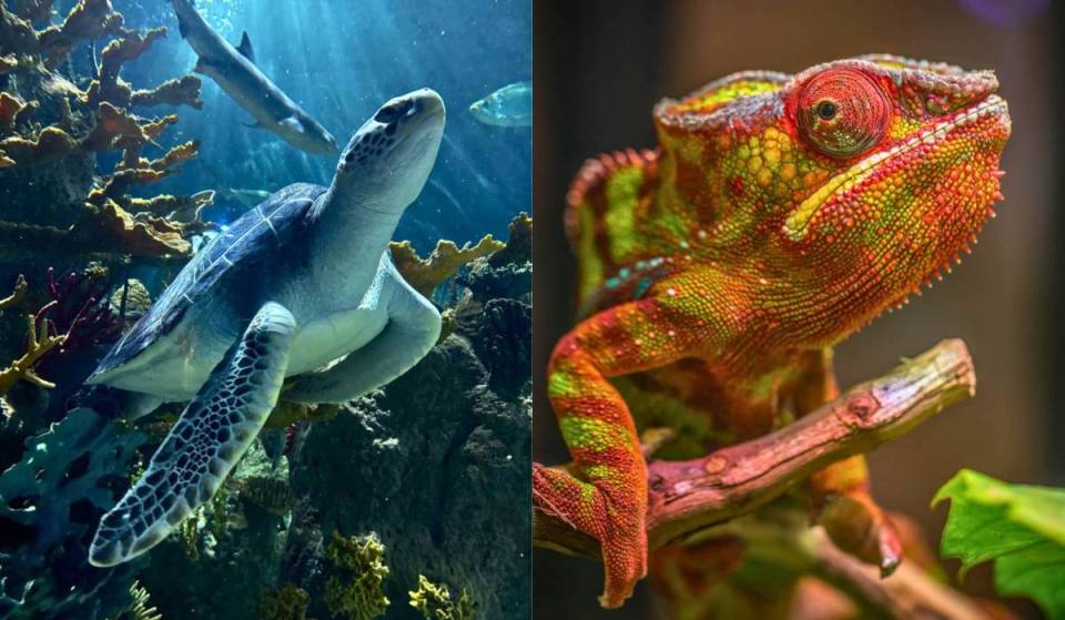 Acuario Michin Guadalajara con entradas a 99 pesos: así puedes conseguir el descuento de verano