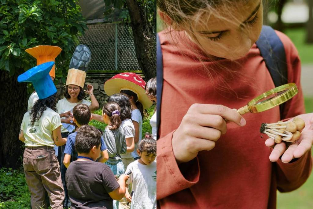 free mushroom festival in Guadalajara