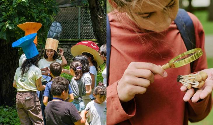 Apúntate al festival de hongos GRATIS que tendrá Guadalajara