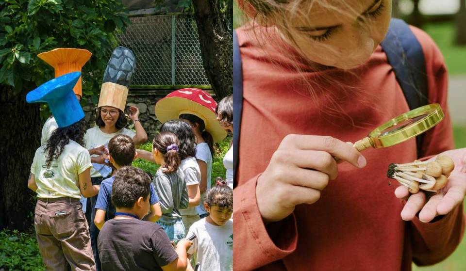 Apúntate al festival de hongos GRATIS que tendrá Guadalajara