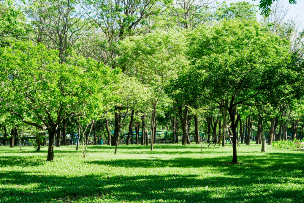 new urban forest in Guadalajara